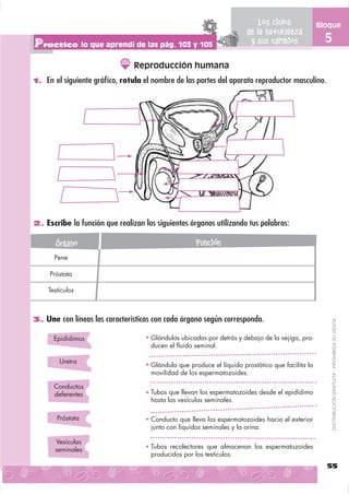 Los ciclos             Bloque
                                                                       de la naturaleza
Practico lo que aprendí de las pág. 103 y 105                           y sus cambios               5

                                Reproducción humana
1. En el siguiente gráﬁco, rotula el nombre de las partes del aparato reproductor masculino.




2. Escribe la función que realizan los siguientes órganos utilizando tus palabras:

       Órgano                                        Función
      Pene

     Próstata

    Testículos



3. Une con líneas las características con cada órgano según corresponda.

                                                                                                        DISTRIBUCIÓN GRATUITA - PROHIBIDA SU VENTA
      Epidídimos                     Glándulas ubicadas por detrás y debajo de la vejiga, pro-
                                     ducen el ﬂuido seminal.

        Uretra
                                     Glándula que produce el líquido prostático que facilita la
                                     movilidad de los espermatozoides.

      Conductos
      deferentes                     Tubos que llevan los espermatozoides desde el epidídimo
                                     hasta las vesículas seminales.

       Próstata                      Conducto que lleva los espermatozoides hacia el exterior
                                     junto con líquidos seminales y la orina.

      Vesículas
      seminales                      Tubos recolectores que almacenan los espermatozoides
                                     producidos por los testículos.
                                                                                                    55
 