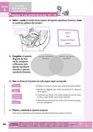 Bloque                                                Los ciclos
                                                  de la naturaleza
  5                                                y sus cambios
                                               Practico lo que aprendí de las pág. 103 y 105
                                               4. Ubica y rotula el nombre de los órganos del aparato reproductor femenino, toma
                                                   en cuenta las palabras del recuadro.



                                                                                                                                     ovario

                                                                                                                                      útero

                                                                                                                              trompas de Falopio

                                                                                                                                     vagina




                                               5. Completa el siguiente                   Aparato reproductor              Aparato reproductor
                                                   diagrama de Venn                           femenino                         masculino
                                                   con las semejanzas
                                                   y diferencias entre
                                                   aparato reproductor
                                                   masculino y aparato
                                                   reproductor femenino.



                                               6. Une con líneas las funciones con cada órgano según corresponda.

                                                    Ovarios
  DISTRIBUCIÓN GRATUITA - PROHIBIDA SU VENTA




                                                                                         Órgano musculoso y hueco que anida al óvulo fecundado.
                                                                                         Membrana delgada que cubre parcialmente la abertura
                                                     Útero                               de la vagina.

                                                     Trompas                             Conductos que llevan a los óvulos desde los ovarios hasta
                                                    de Falopio                           el útero. Lugar donde ocurre la fecundación.
                                                                                         Glándulas que producen los óvulos y las hormonas proges-
                                                    Himen                                terona y estrógenos.



                                               7. Piensa y contesta la siguiente pregunta:
                                                   ¿Por qué es importante que el aparato reproductor femenino produzca óvulos?




                                                Indicadores    Ubica estructuras del aparato reproductor masculino y femenino en un gráfico.
 56                                            de evaluación   Asocia palabras del aparato reproductor masculino y femenino con su respectiva definición.
                                                               Manifiesta con sus palabras la importancia de las células sexuales femeninas.
 