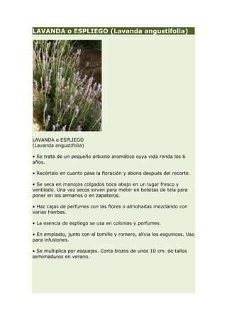 LAVANDA o ESPLIEGO (Lavanda angustifolia)




LAVANDA o ESPLIEGO
(Lavanda angustifolia)

• Se trata de un pequeño arbusto aromático cuya vida ronda los 6
años.

• Recórtalo en cuanto pase la floración y abona después del recorte.

• Se seca en manojos colgados boca abajo en un lugar fresco y
ventilado. Una vez secos sirven para meter en bolsitas de tela para
poner en los armarios o en zapateros.

• Haz cajas de perfumes con las flores o almohadas mezclando con
varias hierbas.

• La esencia de espliego se usa en colonias y perfumes.

• En emplasto, junto con el tomillo y romero, alivia los esguinces. Uso
para infusiones.

• Se multiplica por esquejes. Corta trozos de unos 10 cm. de tallos
semimaduros en verano.
 