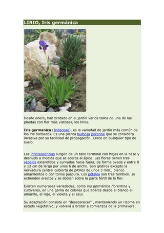 LIRIO, Iris germánica




Desde enero, han brotado en el jardín varios tallos de una de las
plantas con flor más vistosas, los lirios.

Iris germanica (Iridaceae), es la variedad de jardín más común de
los iris barbados. Es una planta bulbosa perenne que se considera
invasiva por su facilidad de propagación. Crece en cualquier tipo de
suelo.


Las inflorescencias surgen de un tallo terminal con hojas en la base y
desnudo a medida que se acerca al ápice. Las flores tienen tres
sépalos extendidos y curvados hacia fuera, de forma ovada y entre 8
y 12 cm de largo por unos 6 de ancho. Son glabros excepto la
nervadura central cubierta de pitillos de unos 3 mm., blanco
amarillentos o con tonos púrpura. Los pétalos son tres también, se
extienden erectos y se doblan sobre la parte fértil de la flor.

Existen numerosas variedades, como iris germánica florentina y
cultivares, en una gama de colores que abarca desde el blanco al
amarillo, el rojo, el violeta y el azul.

Su adaptación consiste en "desaparecer" , manteniendo un rizoma en
estado vegetativo, y volverá a brotar a comienzos de la primavera.
 