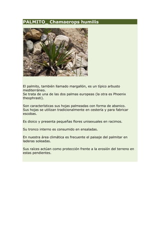 PALMITO_ Chamaerops humilis




El palmito, también llamado margallón, es un típico arbusto
mediterráneo.
Se trata de una de las dos palmas europeas (la otra es Phoenix
theophrasti).

Son características sus hojas palmeadas con forma de abanico.
Sus hojas se utilizan tradicionalmente en cestería y para fabricar
escobas.

Es dioico y presenta pequeñas flores unisexuales en racimos.

Su tronco interno es consumido en ensaladas.

En nuestra área climática es frecuente el paisaje del palmitar en
laderas soleadas.

Sus raíces actúan como protección frente a la erosión del terreno en
estas pendientes.
 
