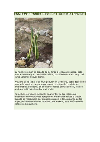 SANSEVIERIA : Sansevieria trifasciata laurenti




Su nombre común es Espada de S. Jorge o lengua de suegra, esta
planta tiene un gran desarrollo radical, probablemente a lo largo del
curso veremos nuevos brotes.

Proviene de la India, y es muy popular en jardinería, sobre todo como
planta de interior, ya que soporta casi todo tipo de condiciones
ambientales, de hecho, en el exterior recibe demasiado sol, incluso
aquí que está orientada hacia el norte.

Es fácil de reproducir mediante fragmentos de las hojas, que
enterrados en condiciones apropiadas, desarrollan raíces y crecen.
Cuando se reproducen por esqueje, pierden el tono amarillo de las
hojas, por tratarse de una reproducción asexual, este fenómeno de
conoce como quimera.
 