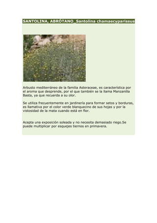 SANTOLINA, ABRÓTANO_Santolina chamaecyparissus




Arbusto mediterráneo de la familia Asteraceae, es característica por
el aroma que desprende, por el que también se la llama Manzanilla
Basta, ya que recuerda a su olor.

Se utiliza frecuentemente en jardinería para formar setos y borduras,
es llamativa por el color verde blanquecino de sus hojas y por la
vistosidad de la mata cuando está en flor.


Acepta una exposición soleada y no necesita demasiado riego.Se
puede multiplicar por esquejes tiernos en primavera.
 