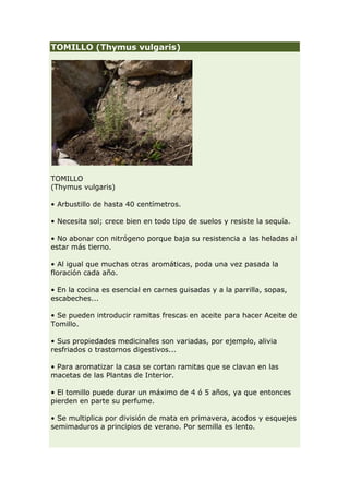 TOMILLO (Thymus vulgaris)




TOMILLO
(Thymus vulgaris)

• Arbustillo de hasta 40 centímetros.

• Necesita sol; crece bien en todo tipo de suelos y resiste la sequía.

• No abonar con nitrógeno porque baja su resistencia a las heladas al
estar más tierno.

• Al igual que muchas otras aromáticas, poda una vez pasada la
floración cada año.

• En la cocina es esencial en carnes guisadas y a la parrilla, sopas,
escabeches...

• Se pueden introducir ramitas frescas en aceite para hacer Aceite de
Tomillo.

• Sus propiedades medicinales son variadas, por ejemplo, alivia
resfriados o trastornos digestivos...

• Para aromatizar la casa se cortan ramitas que se clavan en las
macetas de las Plantas de Interior.

• El tomillo puede durar un máximo de 4 ó 5 años, ya que entonces
pierden en parte su perfume.

• Se multiplica por división de mata en primavera, acodos y esquejes
semimaduros a principios de verano. Por semilla es lento.
 