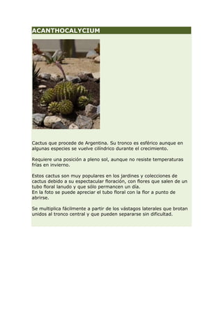 ACANTHOCALYCIUM




Cactus que procede de Argentina. Su tronco es esférico aunque en
algunas especies se vuelve cilíndrico durante el crecimiento.

Requiere una posición a pleno sol, aunque no resiste temperaturas
frías en invierno.

Estos cactus son muy populares en los jardines y colecciones de
cactus debido a su espectacular floración, con flores que salen de un
tubo floral lanudo y que sólo permancen un día.
En la foto se puede apreciar el tubo floral con la flor a punto de
abrirse.

Se multiplica fácilmente a partir de los vástagos laterales que brotan
unidos al tronco central y que pueden separarse sin dificultad.
 