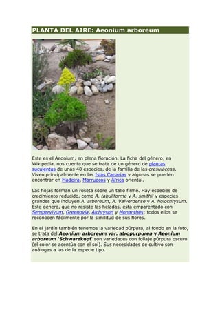 PLANTA DEL AIRE: Aeonium arboreum




Este es el Aeonium, en plena floración. La ficha del género, en
Wikipedia, nos cuenta que se trata de un género de plantas
suculentas de unas 40 especies, de la familia de las crasuláceas.
Viven principalmente en las Islas Canarias y algunas se pueden
encontrar en Madeira, Marruecos y África oriental.

Las hojas forman un roseta sobre un tallo firme. Hay especies de
crecimiento reducido, como A. tabuliforme y A. smithii y especies
grandes que incluyen A. arboreum, A. Valverdense y A. holochrysum.
Este género, que no resiste las heladas, está emparentado con
Sempervivum, Greenovia, Aichryson y Monanthes; todos ellos se
reconocen fácilmente por la similitud de sus flores.

En el jardín también tenemos la variedad púrpura, al fondo en la foto,
se trata del Aeonium arboreum var. atropurpurea y Aeonium
arboreum 'Schwarzkopf' son variedades con follaje púrpura oscuro
(el color se acentúa con el sol). Sus necesidades de cultivo son
análogas a las de la especie tipo.
 