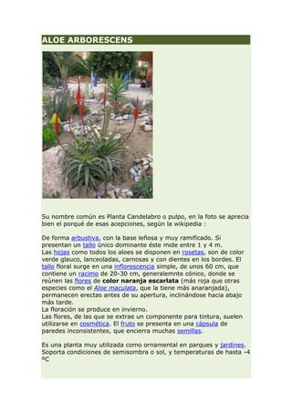 ALOE ARBORESCENS




Su nombre común es Planta Candelabro o pulpo, en la foto se aprecia
bien el porqué de esas acepciones, según la wikipedia :

De forma arbustiva, con la base leñosa y muy ramificado. Si
presentan un tallo único dominante éste mide entre 1 y 4 m.
Las hojas como todos los aloes se disponen en rosetas, son de color
verde glauco, lanceoladas, carnosas y con dientes en los bordes. El
tallo floral surge en una inflorescencia simple, de unos 60 cm, que
contiene un racimo de 20-30 cm, generalemnte cónico, donde se
reúnen las flores de color naranja escarlata (más roja que otras
especies como el Aloe maculata, que la tiene más anaranjada),
permanecen erectas antes de su apertura, inclinándose hacia abajo
más tarde.
La floración se produce en invierno.
Las flores, de las que se extrae un componente para tintura, suelen
utilizarse en cosmética. El fruto se presenta en una cápsula de
paredes inconsistentes, que encierra muchas semillas.

Es una planta muy utilizada como ornamental en parques y jardines.
Soporta condiciones de semisombra o sol, y temperaturas de hasta -4
ºC
 