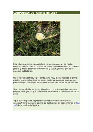 CARPOBROTUS_Diente de León




Esta planta rastrera está cataloga como invasora, y , de hecho,
nosotros hemos podido comprobar su enorme crecimiento en nuestro
jardín, y ahora estamos eliminandola y sustituyendola por otras
especies autóctonas.


Procede de Sudáfrica, y por tanto, está muy bien adaptada al clima
mediterráneo, sobre todo en zonas costeras. Acumula agua en sus
gruesas hojas que le permiten pasar estaciones secas sin problemas.


Se extiende rápidamente impidiendo el crecimiento de las especies
propias del lugar, lo que contribuye a disminuir la biodiversidad de la
zona.


¿Qué otras especies vegetales o animales que sean invasoras
conoces? En la siguiente página de Ecologistas en acción tienes el Top
100 de la península Ibérica
 