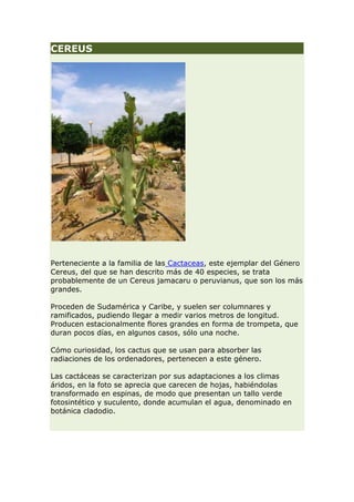 CEREUS




Perteneciente a la familia de las Cactaceas, este ejemplar del Género
Cereus, del que se han descrito más de 40 especies, se trata
probablemente de un Cereus jamacaru o peruvianus, que son los más
grandes.

Proceden de Sudamérica y Caribe, y suelen ser columnares y
ramificados, pudiendo llegar a medir varios metros de longitud.
Producen estacionalmente flores grandes en forma de trompeta, que
duran pocos días, en algunos casos, sólo una noche.

Cómo curiosidad, los cactus que se usan para absorber las
radiaciones de los ordenadores, pertenecen a este género.

Las cactáceas se caracterizan por sus adaptaciones a los climas
áridos, en la foto se aprecia que carecen de hojas, habiéndolas
transformado en espinas, de modo que presentan un tallo verde
fotosintético y suculento, donde acumulan el agua, denominado en
botánica cladodio.
 