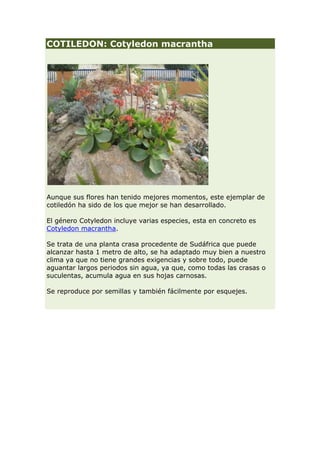 COTILEDON: Cotyledon macrantha




Aunque sus flores han tenido mejores momentos, este ejemplar de
cotiledón ha sido de los que mejor se han desarrollado.

El género Cotyledon incluye varias especies, esta en concreto es
Cotyledon macrantha.

Se trata de una planta crasa procedente de Sudáfrica que puede
alcanzar hasta 1 metro de alto, se ha adaptado muy bien a nuestro
clima ya que no tiene grandes exigencias y sobre todo, puede
aguantar largos periodos sin agua, ya que, como todas las crasas o
suculentas, acumula agua en sus hojas carnosas.

Se reproduce por semillas y también fácilmente por esquejes.
 