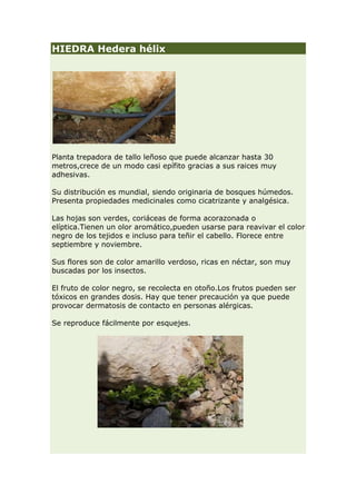 HIEDRA Hedera hélix




Planta trepadora de tallo leñoso que puede alcanzar hasta 30
metros,crece de un modo casi epífito gracias a sus raices muy
adhesivas.

Su distribución es mundial, siendo originaria de bosques húmedos.
Presenta propiedades medicinales como cicatrizante y analgésica.

Las hojas son verdes, coriáceas de forma acorazonada o
elíptica.Tienen un olor aromático,pueden usarse para reavivar el color
negro de los tejidos e incluso para teñir el cabello. Florece entre
septiembre y noviembre.

Sus flores son de color amarillo verdoso, ricas en néctar, son muy
buscadas por los insectos.

El fruto de color negro, se recolecta en otoño.Los frutos pueden ser
tóxicos en grandes dosis. Hay que tener precaución ya que puede
provocar dermatosis de contacto en personas alérgicas.

Se reproduce fácilmente por esquejes.
 
