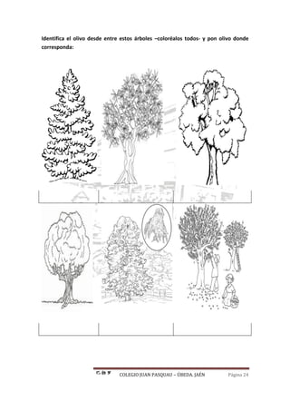 COLEGIO JUAN PASQUAU – ÚBEDA. JAÉN Página 24
Identifica el olivo desde entre estos árboles –coloréalos todos- y pon olivo donde
corresponda:
 