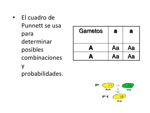 Cuadrados de punnett