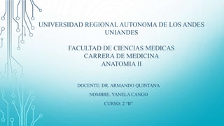 UNIVERSIDAD REGIONAL AUTONOMA DE LOS ANDES
UNIANDES
FACULTAD DE CIENCIAS MEDICAS
CARRERA DE MEDICINA
ANATOMIA II
DOCENTE: DR. ARMANDO QUINTANA
NOMBRE: YANELA CANGO
CURSO: 2 “B”
 