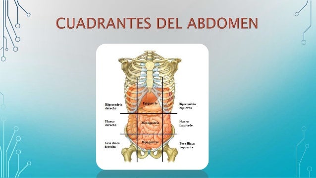 9 Cuadrantes Del Abdomen
