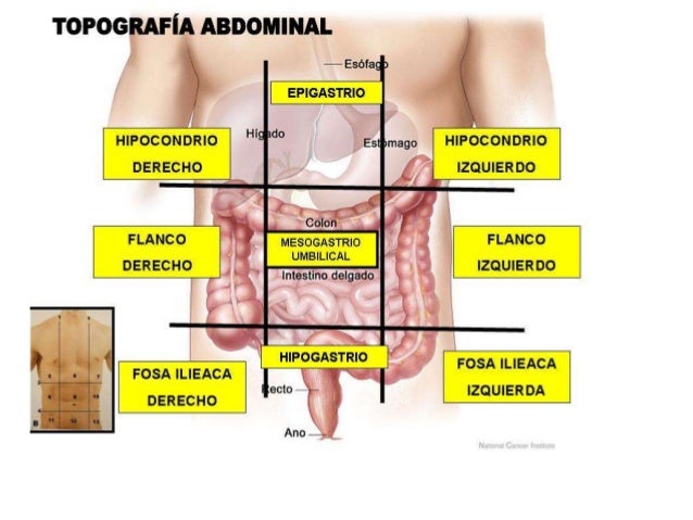 Cuadrantes abdominales