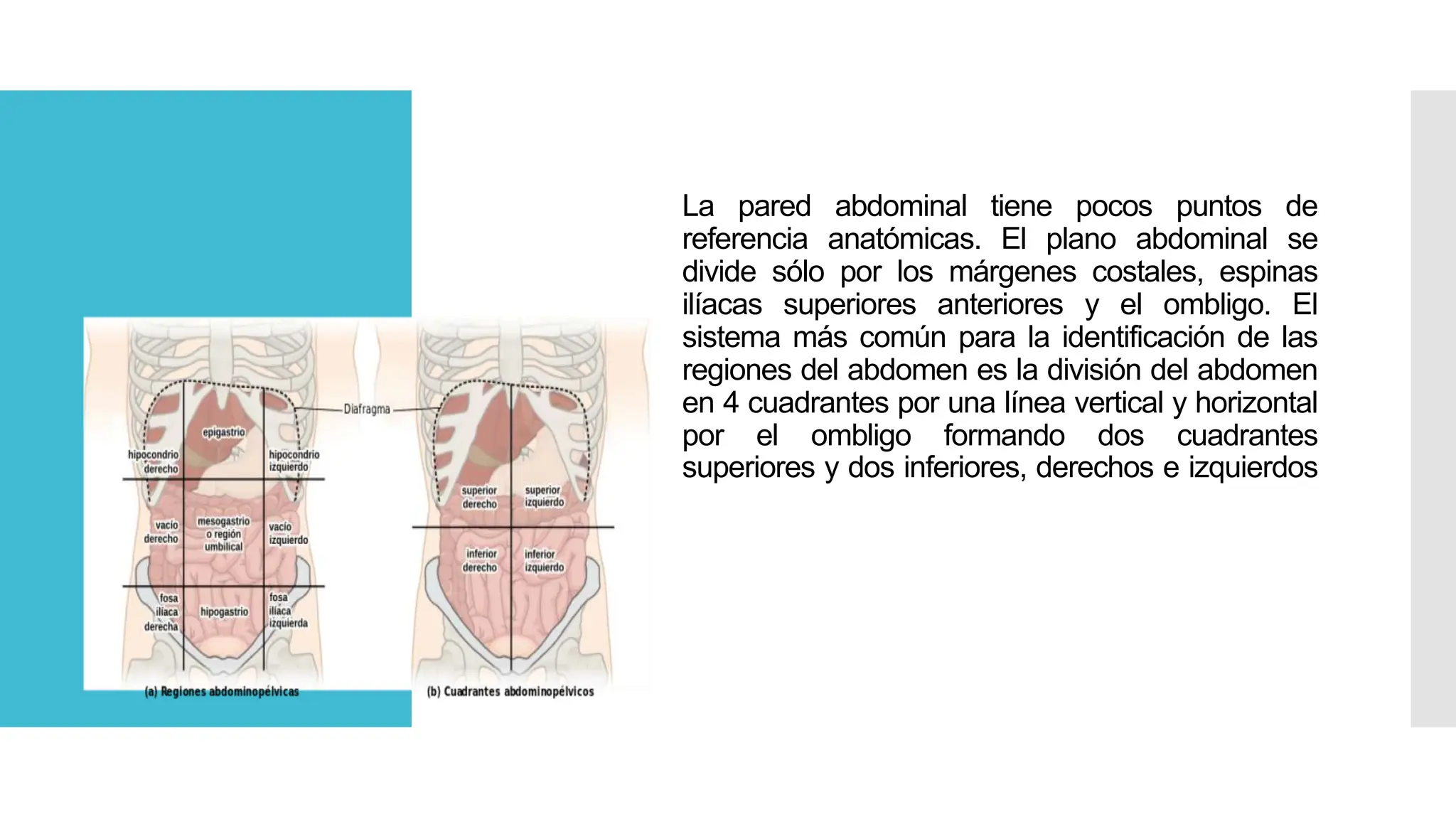 cuadrantes anatomicos en auxiliar de enfermeria | PPTX | Digestive ...