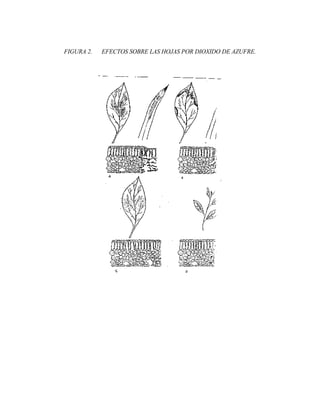 FIGURA 2. EFECTOS SOBRE LAS HOJAS POR DIOXIDO DE AZUFRE.
 