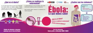 Cuadrifolio ebola