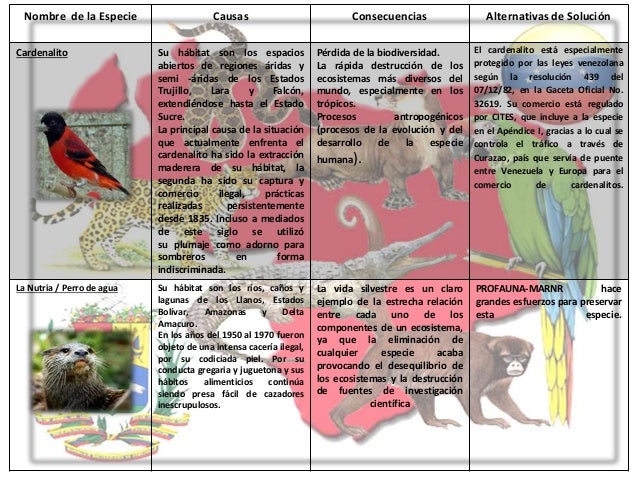 Ensayo De Los Animales En Peligro De Extinción Cuadro comparativo Especies en Peligro de Extinción