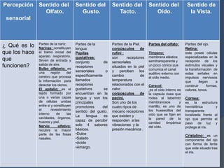 Percepción Sentido del                   Sentido del           Sentido del            Sentido del               Sentido de
             Olfato.                       Gusto.                Tacto.                  Oído.                   la Vista.
 sensorial



               Partes de la nariz:       Partes de la          Partes de la Piel.     Partes del olfato:       Partes del ojo.
¿ Qué es lo    Narinas: constituyen      lengua:               corpúsculos de                                  Retina:
que los hace   el tramo inicial del      Papilas               rufini :               Tímpano;                 esta posee células
               aparato respiratorio.     gustativas:           son       receptores   membrana elástica        especializadas en la
que            Sirven de entrada y
                                         conjunto        de    sensoriales            semitransparente y       recepción de los
               salida de aire.
funcionen?     Bulbo olfatorio; es
                                         receptores            situados en la piel    un poco cónica que       estímulos visuales y
                                                                                      comunica el canal        la transformación de
               una      región     del   sensoriales       o   y    perciben    los
                                                                                      auditivo externo con     estas señales en
               cerebro que procesa       específicamente       cambio            de
                                                                                      el oído medio.           impulsos nerviosos
               la información para       llamados              temperatura                                     que       llegan    a
               detectar los olores.      receptores            relacionados con el    Caracol:                 construir      formas,
               El epitelio; es el        gustativos       se   calor.                  es el oído interno es   colores, tonos.
               tejido formado por        encuentran en la      corpúsculos de         la capsula ósea que
               una o varias capas        lengua y son los      pacini.                rodea al laberinto       Cornea:
               de células unidas         principales           Son uno de los         membranosos          y   es     la   estructura
               entre si y constituyen    promotores      del   cuatro tipos de        martillo; es uno de      hemisférica          y
               el       revestimiento                                                 los huesecillos del      transparente
                                         sentido del gusto.    mecano receptores
               interno      de     las                                                oído que se fijan en     localizada frente al
                                         La     lengua    es   que existen y
               cavidades, órganos,                                                    la pared de la           ojo que permite el
               huecos y piel.            capaz de percibir     responden a las
                                                                                      cavidad      timpánica   paso de luz y
               Nervio        olfativo:   solo 4 sabores        vibraciones y la
                                                                                      del oído.                protege al iris.
               recubre la mayor          básicos.              presión mecánica .
               parte de las fosas        •Dulce                                                                Cristalino: es un
               nasales.                  •Salado                                                               componente del ojo
                                         •Ácido                                                                con forma de lente
                                         •Amargo.                                                              que esta situado tras
                                                                                                               el iris.
 