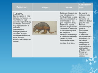 Definición. Imagen. causas.
Consecuen
cias.
Cuspón.
Es una especie de frágil
biología: muy escaso por
naturaleza, de baja
capacidad reproductiva y
con hábitos alimenticios
muy especializados al
consumir
preferiblemente
hormigas y termitas
coloniales, aunque
también se alimenta de
larvas de otros
artrópodos e insectos en
general..
Dado que el cuspón es
muy valorado como
fuente proteica, ha sido
intensamente cazado y
exterminado en una
gran proporción de su
distribución original..
Es difícil imaginar como
un animal de menos de
50 centímetros pueda
ser útil para la
medicina. Sin embargo,
el cachicamo sabanero
ha sido un factor
fundamental para el
combate de la lepra.
La cacería
indiscriminada
para su
consumo, y la
utilización de sus
pezuñas para
fabricar
ornamentos por
parte de
poblaciones
indígenas.
a presión de
cacería se une a
la intervención
del hábitat,
severamente
modificado en
gran parte de su
distribución
(PDVSA 1992).
Por ser un
animal muy
escaso.
 