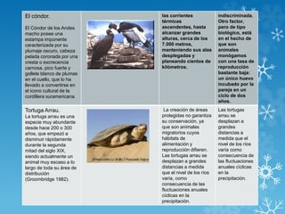 El cóndor.
El Cóndor de los Andes
macho posee una
estampa imponente
caracterizada por su
plumaje oscuro, cabeza
pelada coronada por una
cresta o excrecencia
carnosa, pico fuerte y
gollete blanco de plumas
en el cuello, que lo ha
llevado a convertirse en
el icono cultural de la
cordillera suramericana.
las corrientes
térmicas
ascendentes, hasta
alcanzar grandes
alturas, cerca de los
7.000 metros,
manteniendo sus alas
desplegadas y
planeando cientos de
kilómetros.
indiscriminada.
Otro factor,
pero de tipo
biológico, está
en el hecho de
que son
animales
monógamos
con una tasa de
reproducción
bastante baja:
un único huevo
incubado por la
pareja en un
ciclo de dos
años.
Tortuga Arrau.
La tortuga arrau es una
especie muy abundante
desde hace 200 o 300
años, que empezó a
disminuir rápidamente
durante la segunda
mitad del siglo XIX,
siendo actualmente un
animal muy escaso a lo
largo de toda su área de
distribución
(Groombridge 1982).
La creación de áreas
protegidas no garantiza
su conservación, ya
que son animales
migratorios cuyos
hábitats de
alimentación y
reproducción difieren.
Las tortugas arrau se
desplazan a grandes
distancias a medida
que el nivel de los ríos
varía, como
consecuencia de las
fluctuaciones anuales
cíclicas en la
precipitación.
Las tortugas
arrau se
desplazan a
grandes
distancias a
medida que el
nivel de los ríos
varía como
consecuencia de
las fluctuaciones
anuales cíclicas
en la
precipitación.
 