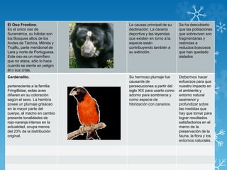 El Oso Frontino.
Es el único oso de
Suramérica, su hábitat son
los Bosques altos de los
Andes de Táchira, Mérida y
Trujillo, parte meridional de
Lara y norte de Portuguesa.
Este oso es un mamífero
que no ataca, sólo lo hace
cuando se siente en peligro
él o sus crías.
La causas principal de su
declinación. La cacería
deportiva y las leyendas
que existen en torno a la
especie están
contribuyendo también a
su extinción.
Se ha descubierto
que las poblaciones
que sobreviven son
fragmentarias y
restrictas a
reductos boscosos
que han quedado
aislados
Cardenalito.
perteneciente a la familia
Fringillidae, estas aves
difieren en su coloración
según el sexo. La hembra
posee un plumaje grisáceo
en la mayor parte del
cuerpo, el macho en cambio
presente tonalidades de
rojo-naranja intenso en la
actualidad, ocupa menos
del 20% de la distribución
original.
Su hermoso plumaje fue
causante de
persecuciones a partir del
siglo XIX para usarlo como
adorno para sombreros y
como especie de
hibridación con canarios.
Debemos hacer
esfuerzos para que
nuestro impacto en
el ambiente y
entorno natural
seamenor y
profundizar sobre
las medidas que
hay que tomar para
lograr resultados
satisfactorios en el
marco de la
preservación de la
fauna, la flora y los
entornos naturales.
 