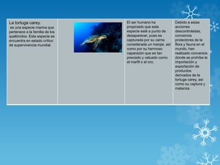 La tortuga carey.
es una especie marina que
pertenece a la familia de los
quelónidos. Esta especie se
encuentra en estado crítico
de supervivencia mundial.
El ser humano ha
propiciado que esta
especie esté a punto de
desaparecer, pues es
capturada por su carne
considerada un manjar, así
como por su hermoso
caparazón que es tan
preciado y valuado como
el marfil o el oro.
Debido a estas
acciones
descontroladas,
convenios
protectores de la
flora y fauna en el
mundo, han
realizado convenios
donde se prohíbe la
importación y
exportación de
productos
derivados de la
tortuga carey, así
como su captura y
matanza.
 