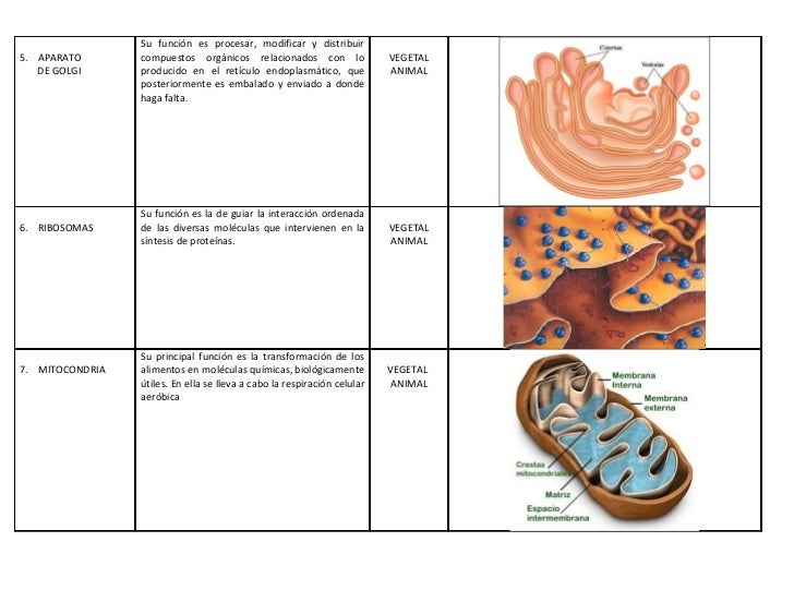 CUADRO COMPARATIVO ORGANELOS CITOPLASMATICOSS