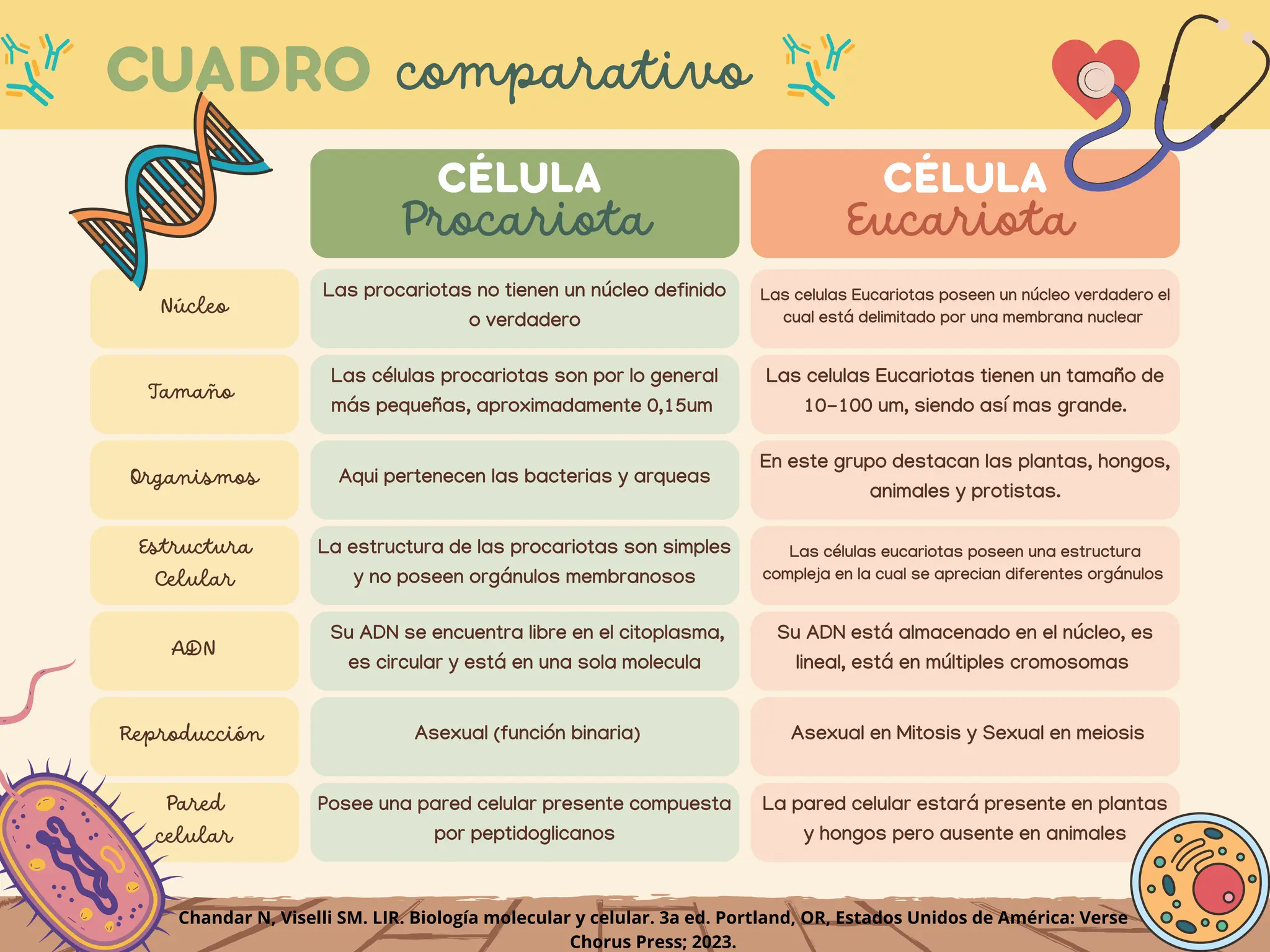 Células Eucariotas Simples