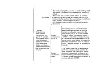 -Son partículas pequeñas, de unos 12 nm de ancho y de 25
nm de largo, compuestas de proteínas y RNA ribosómico
(rRNA).
-Actúa como una superficie para la síntesis de proteínas.
Ribosomas -Cada ribosoma se compone de una subunidad grande y
una subunidad pequeña, ambas elaboradas y ensambladas
en los nucléolos y liberadas hacia el citosol.
-Los ribosomas están formados principalmente de acido
ribonucleico.
-Se constituye con un sistema de túbulos
Retículo anastomosados y vesículas de unión de
Endoplásmico membranas aplanadas ocasionales. Se
es el sistema presupone que la luz de SER se continua
membranoso mas Retículo con la del retículo endoplasmico rugoso.
grande de la celula endoplasmico -El SER se especializa en ciertas células(p.
y comprende casi la liso (SER) ej. Células del musculo esquelético), en las
mitad del volumen que se conoce como retículo sarcoplásmico.
total de la membrana. En este punto secuestra iones de calco del
Es un sistema de citosol y favorece el control de la contracción
túbulos y vesículas muscular.
interconectados iones
cuya luz se denomina -Las células que actúan en la síntesis de
cisterna. proteínas exportadas están provistas de
RER abundante. Las membranas poseen
Retículo proteínas integrales que funcionan en el
Endoplasmico reconocimiento y unión de ribosomas a su
rugoso superficie citosólica y también conservan el
aspecto aplanado del RER.
 