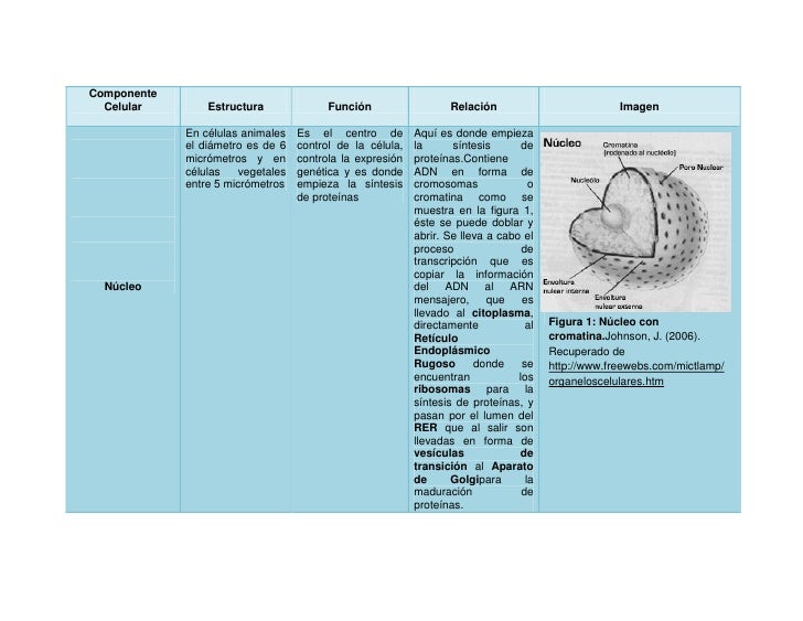 Cuadro de la celula