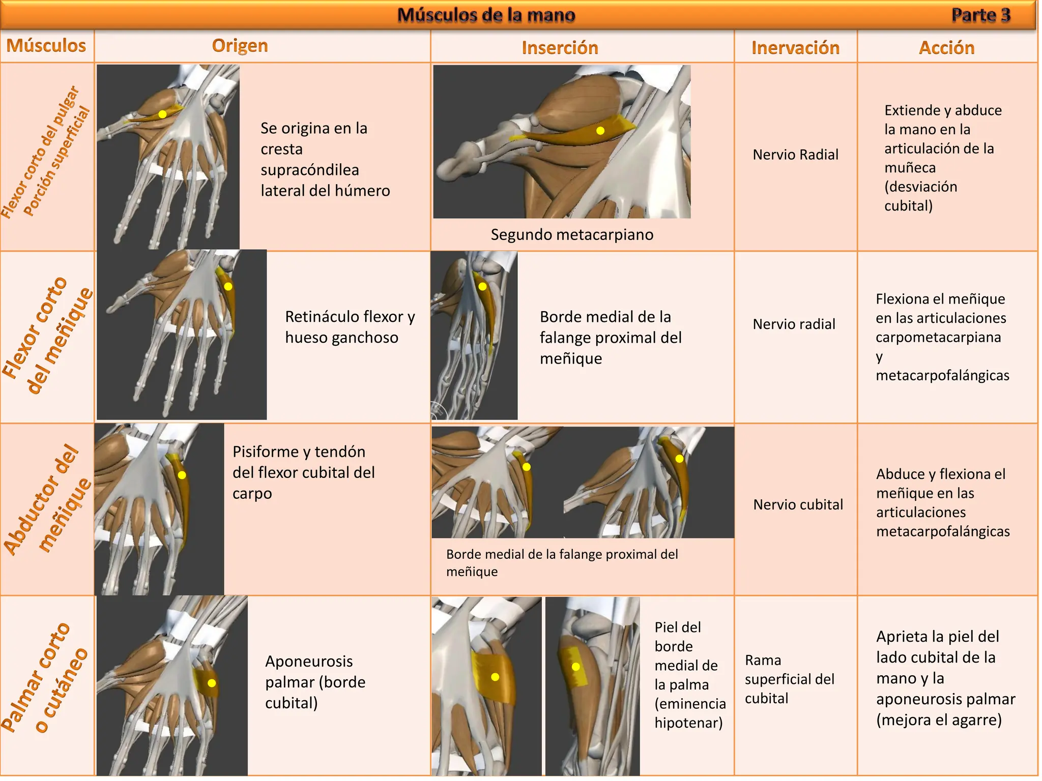 cuadro-del-musculos-del-brazo-completo-pdf