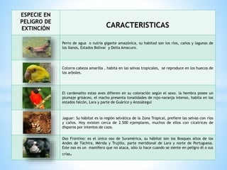 ESPECIE EN
PELIGRO DE
EXTINCIÓN CARACTERISTICAS
Perro de agua o nutria gigante amazónica, su habitad son los ríos, caños y lagunas de
los llanos, Estados Bolívar y Delta Amacuro.
Cotorra cabeza amarilla , habita en las selvas tropicales, se reproduce en los huecos de
los arboles.
El cardenalito estas aves difieren en su coloración según el sexo. la hembra posee un
plumaje grisáceo, el macho presenta tonalidades de rojo-naranja intenso, habita en los
estados falcón, Lara y parte de Guárico y Anzoátegui
Jaguar: Su hábitat es la región selvática de la Zona Tropical, prefiere las selvas con ríos
y caños. Hoy existen cerca de 2.500 ejemplares, muchos de ellos con cicatrices de
disparos por intentos de caza.
Oso Frontino: es el único oso de Suramérica, su hábitat son los Bosques altos de los
Andes de Táchira, Mérida y Trujillo, parte meridional de Lara y norte de Portuguesa.
Este oso es un mamífero que no ataca, sólo lo hace cuando se siente en peligro él o sus
crías.
 