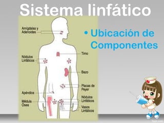 Sistema linfático
        • Ubicación de
          Componentes
 