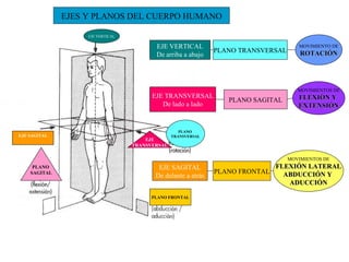 EJES Y PLANOS DEL CUERPO HUMANO EJE VERTICAL De arriba a abajo EJE TRANSVERSAL De lado a lado EJE SAGITAL De delante a atrás PLANO TRANSVERSAL MOVIMIENTO DE ROTACIÓN MOVIMIENTOS DE FLEXIÓN Y  EXTENSIÓN PLANO SAGITAL PLANO FRONTAL MOVIMIENTOS DE FLEXIÓN LATERAL ABDUCCIÓN Y  ADUCCIÓN EJE VERTICAL PLANO  TRANSVERSAL EJE SAGITAL PLANO FRONTAL PLANO  SAGITAL EJE TRANSVERSAL 