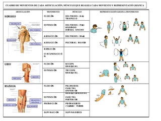 DELTOIDES TRAPECIO PECTORAL REDONDO BÍCEPS TRÍCEPS BÍCEPS BRAQUIO- RRADIAL PALMARES CUBITAL ANT. CUADRO DE MOVIENTOS DE CADA ARTICULACIÓN, MÚSCULO QUE REALIZA CADA MOVIENTO Y REPRESENTACIÓ GRÁFICA SUPINADORES SUPINACIÓN PRONADORES (Cuadrado / Redondo) PRONACIÓN CUBITAL POSTERIOR EXTENSIÓN TRÍCEPS BRAQUIAL EXTENSIÓN ROTACIÓN CIRCUNDUCCIÓN PECTORAL MAYOR ADDUCCIÓN DELTOIDES (Med.) ABDUCCIÓN DELTOIDES (Post:) REDONDO DORSAL ANCHO EXTENSIÓN PALMARES CUBITAL ANTERIOR BRAQUIORRADIAL FLEXIÓN  MUÑECA BÍCEPS  BRAQUIAL FLEXIÓN CODO REPRESENTACIÓN GRÁFICA MOVIMIENTO MÚSCULO DELTOIDES (Ant.) TRAPECIO MOVIMIENTO FLEXIÓN ARTICULACIÓN HOMBRO 
