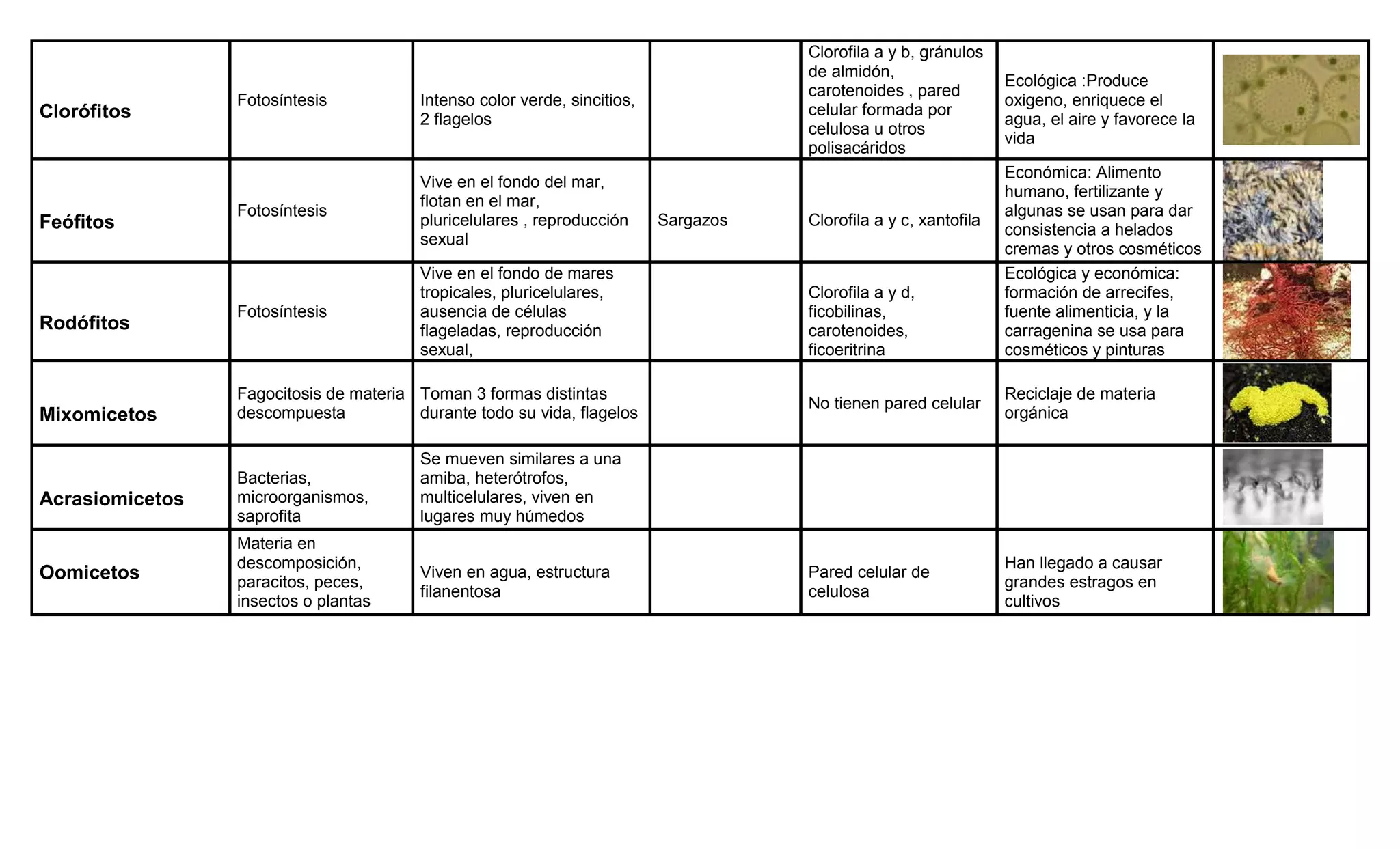 Cuadro protista | DOCX
