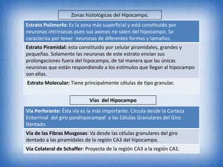 Zonas histológicas del Hipocampo.
Estrato Polimorfo: Es la zona más superficial y está constituido por
neuronas intrínsecas pues sus axones no salen del hipocampo. Se
caracteriza por tener neuronas de diferentes formas y tamaños.
Estrato Piramidal: esta constituido por celular piramidales, grandes y
pequeñas. Solamente las neuronas de este estrato envían sus
prolongaciones fuera del hipocampo, de tal manera que las únicas
neuronas que están respondiendo a los estímulos que llegan al hipocampo
son ellas.
Estrato Molecular: Tiene principalmente células de tipo granular.
Vías del Hipocampo
Vía Perforante: Ésta vía es la más importante. Circula desde la Corteza
Entorrinal del giro parahipocampal a las Células Granulares del Giro
Dentado.
Vía de las Fibras Musgosas: Va desde las células granulares del giro
dentado a las piramidales de la región CA3 del hipocampo.
Vía Colateral de Schaffer: Proyecta de la región CA3 a la región CA1.
 