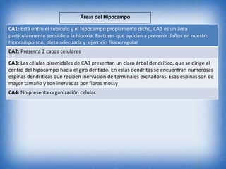 Áreas del Hipocampo
CA1: Está entre el subículo y el hipocampo propiamente dicho, CA1 es un área
particularmente sensible a la hipoxia. Factores que ayudan a prevenir daños en nuestro
hipocampo son: dieta adecuada y ejercicio físico regular
CA2: Presenta 2 capas celulares
CA3: Las células piramidales de CA3 presentan un claro árbol dendrítico, que se dirige al
centro del hipocampo hacia el giro dentado. En estas dendritas se encuentran numerosas
espinas dendríticas que reciben inervación de terminales excitadoras. Esas espinas son de
mayor tamaño y son inervadas por fibras mossy
CA4: No presenta organización celular.
 