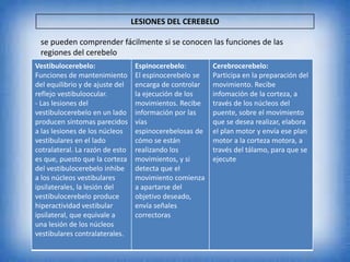 LESIONES DEL CEREBELO
se pueden comprender fácilmente si se conocen las funciones de las
regiones del cerebelo
Vestibulocerebelo:
Funciones de mantenimiento
del equilibrio y de ajuste del
reflejo vestibuloocular.
- Las lesiones del
vestibulocerebelo en un lado
producen síntomas parecidos
a las lesiones de los núcleos
vestibulares en el lado
cotralateral. La razón de esto
es que, puesto que la corteza
del vestibulocerebelo inhibe
a los núcleos vestibulares
ipsilaterales, la lesión del
vestibulocerebelo produce
hiperactividad vestibular
ipsilateral, que equivale a
una lesión de los núcleos
vestibulares contralaterales.
Espinocerebelo:
El espinocerebelo se
encarga de controlar
la ejecución de los
movimientos. Recibe
información por las
vías
espinocerebelosas de
cómo se están
realizando los
movimientos, y si
detecta que el
movimiento comienza
a apartarse del
objetivo deseado,
envía señales
correctoras
Cerebrocerebelo:
Participa en la preparación del
movimiento. Recibe
infomación de la corteza, a
través de los núcleos del
puente, sobre el movimiento
que se desea realizar, elabora
el plan motor y envía ese plan
motor a la corteza motora, a
través del tálamo, para que se
ejecute
 