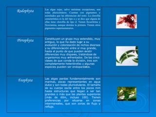 Cuadros Algas y HOngos