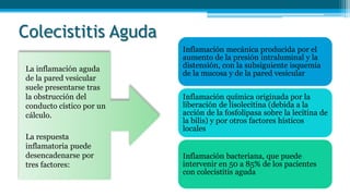 Colecistitis Aguda
La inflamación aguda
de la pared vesicular
suele presentarse tras
la obstrucción del
conducto cístico por un
cálculo.
La respuesta
inflamatoria puede
desencadenarse por
tres factores:
Inflamación mecánica producida por el
aumento de la presión intraluminal y la
distensión, con la subsiguiente isquemia
de la mucosa y de la pared vesicular
Inflamación química originada por la
liberación de lisolecitina (debida a la
acción de la fosfolipasa sobre la lecitina de
la bilis) y por otros factores hísticos
locales
Inflamación bacteriana, que puede
intervenir en 50 a 85% de los pacientes
con colecistitis aguda
 