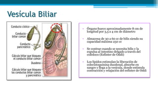 Vesícula Biliar
• Órgano hueco aproximadamente 8 cm de
longitud por 3,5 a 4 cm de diámetro
• Almacena de 30 a 60 cc de bilis siendo su
capacidad máxima 250 cc
• Se contrae cuando se necesita bilis y la
expulsa al intestino delgado a través del
colédoco (Esfínter de Oddi)
• Los lípidos estimulan la liberación de
colecistoquinina duodenal, absorbe en
sangre y llega a la vesícula, donde estimula
contracción y relajación del esfínter de Oddi
 