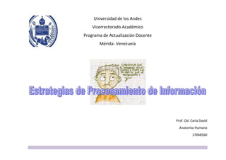 Universidad de los Andes
Vicerrectorado Académico
Programa de Actualización Docente
Mérida- Venezuela
Prof. Od. Carla David
Anatomía Humana
17048560
 
