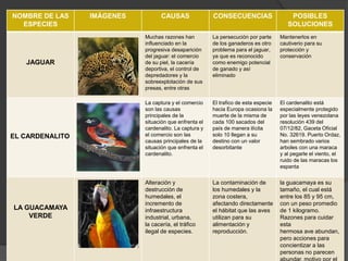 NOMBRE DE LAS
ESPECIES
IMÁGENES CAUSAS CONSECUENCIAS POSIBLES
SOLUCIONES
JAGUAR
Muchas razones han
influenciado en la
progresiva desaparición
del jaguar: el comercio
de su piel, la cacería
deportiva, el control de
depredadores y la
sobreexplotación de sus
presas, entre otras
La persecución por parte
de los ganaderos es otro
problema para el jaguar,
ya que es reconocido
como enemigo potencial
de ganado y así
eliminado
Mantenerlos en
cautiverio para su
protección y
conservación
EL CARDENALITO
La captura y el comercio
son las causas
principales de la
situación que enfrenta el
cardenalito. La captura y
el comercio son las
causas principales de la
situación que enfrenta el
cardenalito.
El trafico de esta especie
hacia Europa ocasiona la
muerte de la misma de
cada 100 sacados del
país de manera ilícita
solo 10 llegan a su
destino con un valor
desorbitante
El cardenalito está
especialmente protegido
por las leyes venezolana
resolución 439 del
07/12/82, Gaceta Oficial
No. 32619. Puerto Ordaz,
han sembrado varios
arboles con una maraca
y al pegarle el viento, el
ruido de las maracas los
espanta
LA GUACAMAYA
VERDE
Alteración y
destrucción de
humedales, el
incremento de
infraestructura
industrial, urbana,
la cacería, el tráfico
ilegal de especies.
La contaminación de
los humedales y la
zona costera,
afectando directamente
el hábitat que las aves
utilizan para su
alimentación y
reproducción.
la guacamaya es su
tamaño, el cual está
entre los 85 y 95 cm,
con un peso promedio
de 1 kilogramo.
Razones para cuidar
esta
hermosa ave abundan,
pero acciones para
concientizar a las
personas no parecen
 