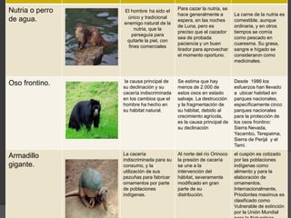Nutria o perro
de agua.
El hombre ha sido el
único y tradicional
enemigo natural de la
nutria, que la
perseguía para
quitarle la piel, con
fines comerciales
Para cazar la nutria, se
hace generalmente a
espera, en las noches
de Luna, pero es
preciso que el cazador
sea de probada
paciencia y un buen
tirador para aprovechar
el momento oportuno.
La carne de la nutria es
comestible, aunque
ordinaria, y en otros
tiempos se comía
como pescado en
cuaresma. Su grasa,
sangre e hígado se
consideraron como
medicinales.
Oso frontino. la causa principal de
su declinación y su
cacería indiscriminada
en los cambios que el
hombre ha hecho en
su hábitat natural.
Se estima que hay
menos de 2.000 de
estos osos en estado
salvaje. La destrucción
y la fragmentación de
su hábitat, debido al
crecimiento agrícola,
es la causa principal de
su declinación
Desde 1986 los
esfuerzos han llevado
a ubicar habitad en
parques nacionales,
específicamente cinco
parques nacionales
para la protección de
los osos frontino:
Sierra Nevada,
Yacambú, Terepaima,
Sierra de Perijá y el
Tami.
Armadillo
gigante.
La cacería
indiscriminada para su
consumo, y la
utilización de sus
pezuñas para fabricar
ornamentos por parte
de poblaciones
indígenas.
Al norte del río Orinoco
la presión de cacería
se une a la
intervención del
hábitat, severamente
modificado en gran
parte de su
distribución.
el cuspón es cotizado
por las poblaciones
indígenas como
alimento y para la
elaboración de
ornamentos.
Internacionalmente,
Priodontes maximus es
clasificado como
Vulnerable de extinción
por la Unión Mundial
 