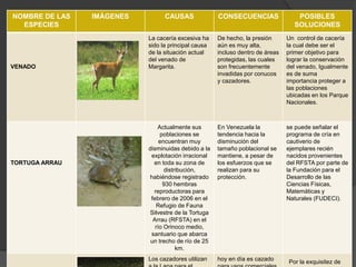 NOMBRE DE LAS
ESPECIES
IMÁGENES CAUSAS CONSECUENCIAS POSIBLES
SOLUCIONES
VENADO
La cacería excesiva ha
sido la principal causa
de la situación actual
del venado de
Margarita.
De hecho, la presión
aún es muy alta,
incluso dentro de áreas
protegidas, las cuales
son frecuentemente
invadidas por conucos
y cazadores.
Un control de cacería
la cual debe ser el
primer objetivo para
lograr la conservación
del venado, Igualmente
es de suma
importancia proteger a
las poblaciones
ubicadas en los Parque
Nacionales.
TORTUGA ARRAU
Actualmente sus
poblaciones se
encuentran muy
disminuidas debido a la
explotación irracional
en toda su zona de
distribución,
habiéndose registrado
930 hembras
reproductoras para
febrero de 2006 en el
Refugio de Fauna
Silvestre de la Tortuga
Arrau (RFSTA) en el
río Orinoco medio,
santuario que abarca
un trecho de río de 25
km.
En Venezuela la
tendencia hacia la
disminución del
tamaño poblacional se
mantiene, a pesar de
los esfuerzos que se
realizan para su
protección.
se puede señalar el
programa de cría en
cautiverio de
ejemplares recién
nacidos provenientes
del RFSTA por parte de
la Fundación para el
Desarrollo de las
Ciencias Físicas,
Matemáticas y
Naturales (FUDECI).
Los cazadores utilizan hoy en día es cazado Por la exquisitez de
 