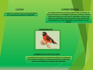 CARDENALITO
CAUSAS CONSECUENCIAS
ALTERNATIVAS DE SOLUCIÓN
La captura y el comercio son las causas principales
de la situación que enfrenta el cardenalito.
En la última charla por este año que dictó el IVIC en el Museo de
Ciencias de Caracas, el investigador explicó que el híbrido resultante
"canta como canario y es rojo como el cardenalito, entonces usan
mucho a los cardenalitos para criar canarios. Como consecuencia,
prácticamente ya no hay cardenalitos en vida silvestre, los han
acabado".
La prohibición del comercio, la protección mediante el cumplimento
de la resolución emitida por el estado nacional, plan de educación
hacia la comunidad para la salvación del cardenalito.
 